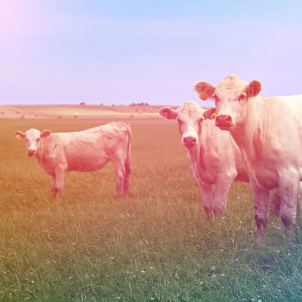 Curieux vaches se tient dans le pâturage — Photo