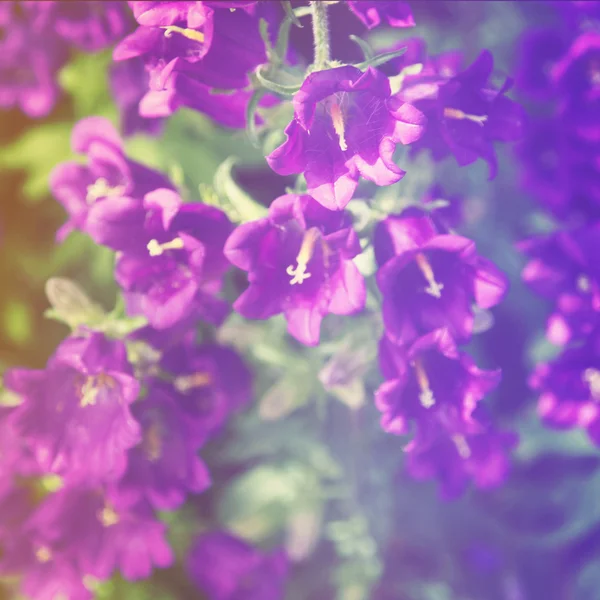 Lila bell blommor — Stockfoto