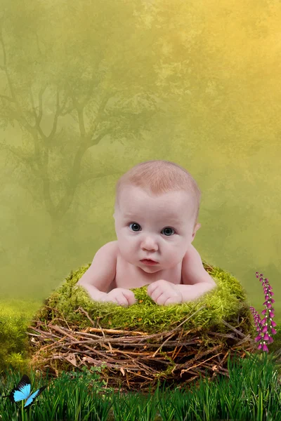 Baby im Nest — Stockfoto