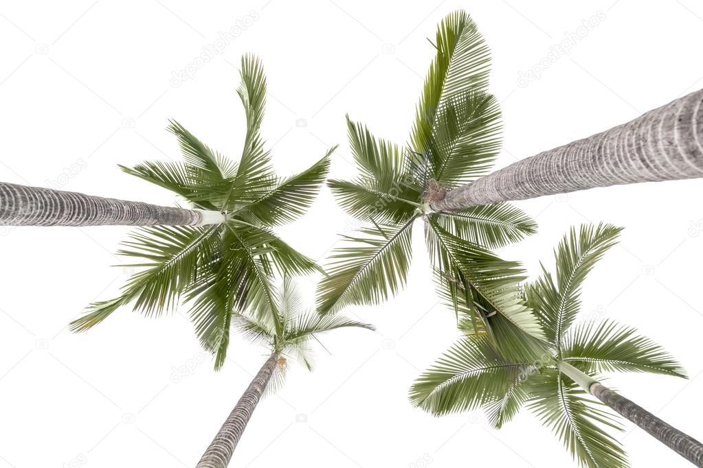 Plam trees isolated on white