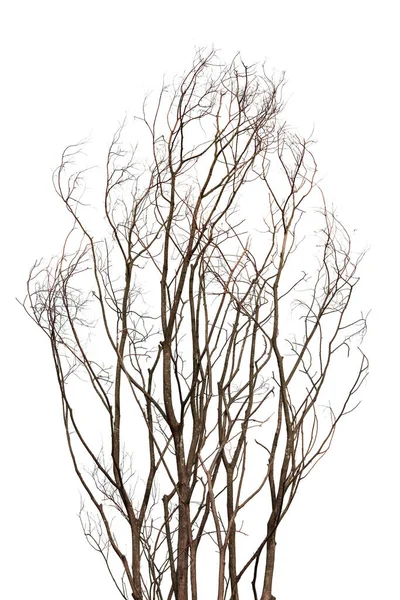 Ramos Nus Uma Árvore Isolada Fundo Branco Final Outono Xangai — Fotografia de Stock