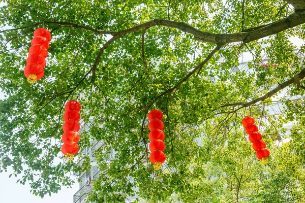 Lanternes Rouges Suspendues Aux Arbres Dans Parc Pour Nouvel Lunaire — Photo