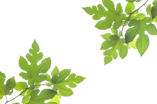 Green leaves — Stock Photo, Image