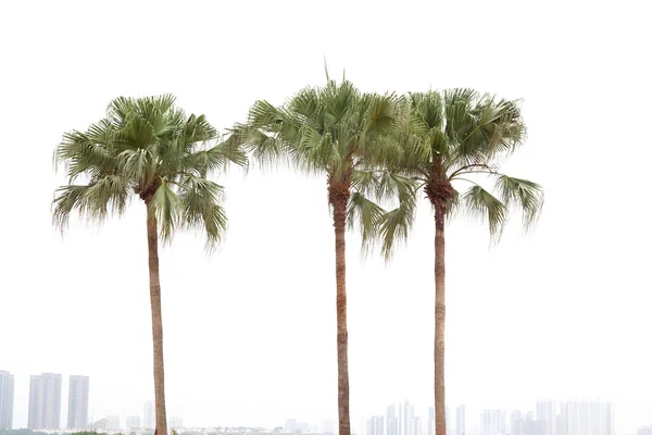 Palme su sfondo bianco — Foto Stock