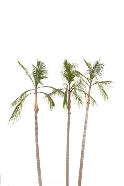 Palmy na bílém pozadí — Stock fotografie