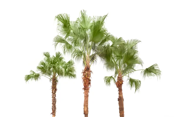 在白色背景上的棕榈树 — 图库照片
