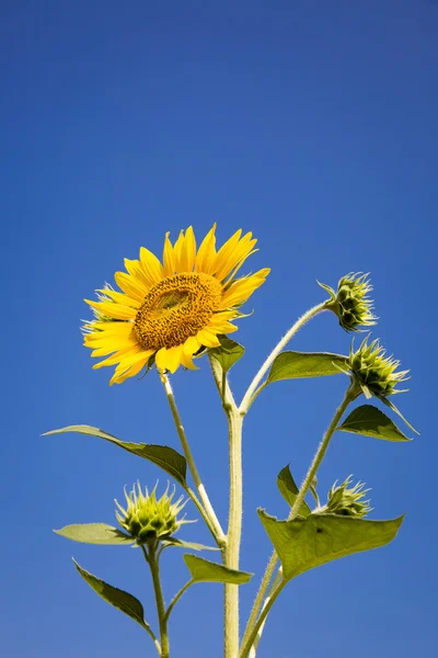 Solros isolerad på blå himmel bakgrund — Stockfoto