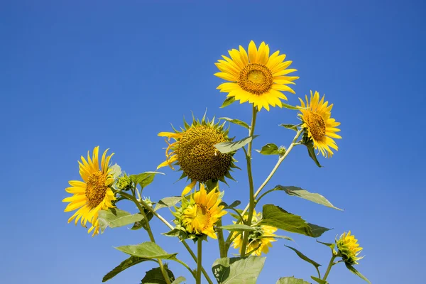 Buketten av solros — Stockfoto