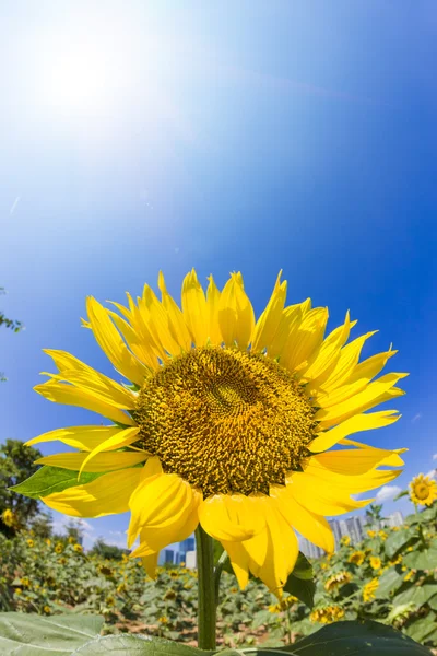 ひまわり — ストック写真