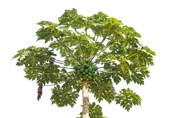 Świeży papaya drzewo z białym tle — Zdjęcie stockowe