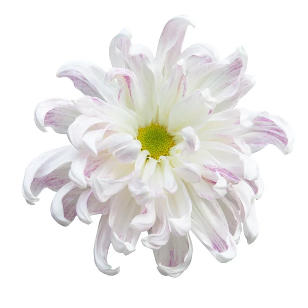 Beautiful white autumn irregular incurve chrysanthemum — Stock Photo, Image