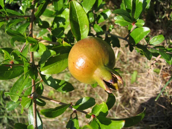Frukten av granatäpple trädet — Stockfoto