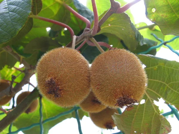 Träd med frukt kiwi — Stockfoto