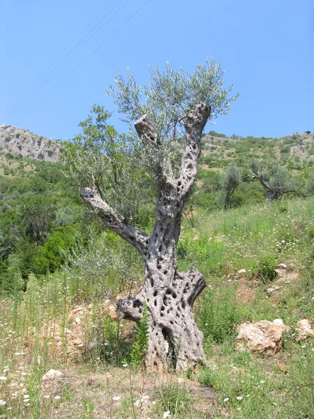 Oude olijfboom Rechtenvrije Stockafbeeldingen