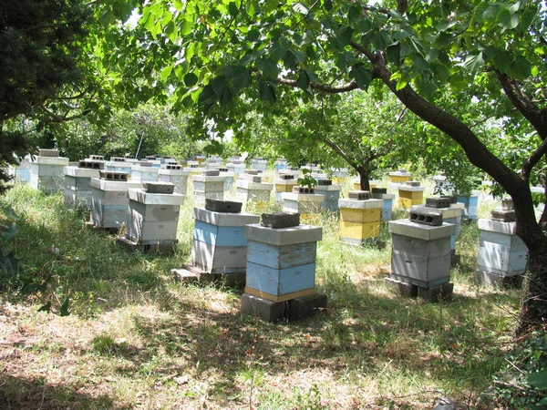 Μελισσοκομικά στον κήπο Εικόνα Αρχείου