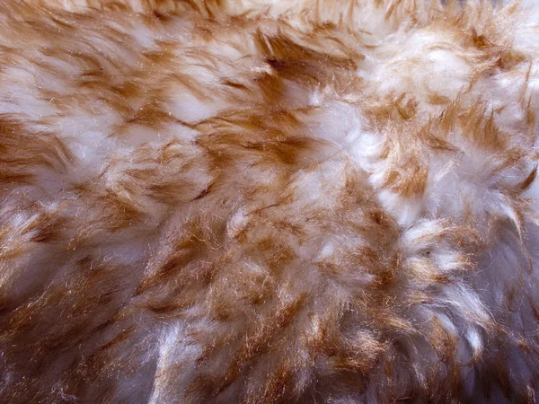 绵羊羊毛皮 — 图库照片