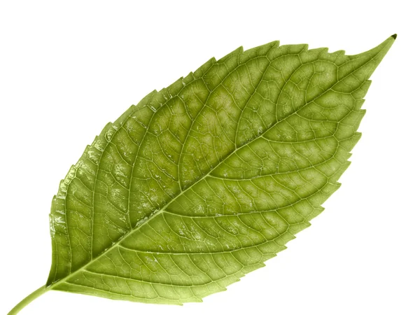 Зеленый лист. Isolated on a white — стоковое фото
