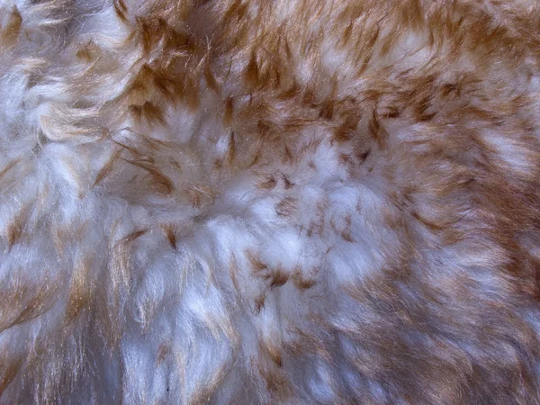 Pelle di lana ovina — Foto Stock