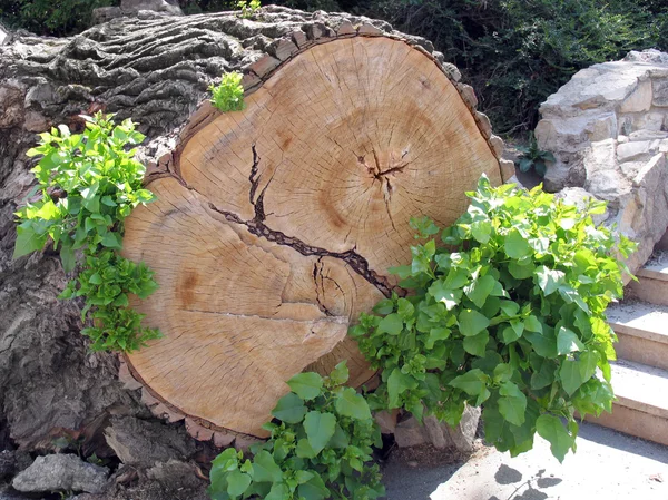 Stammen på en fällda träd — Stockfoto