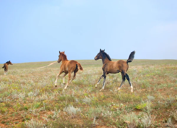 Three horses in the field — Stock Photo, Image