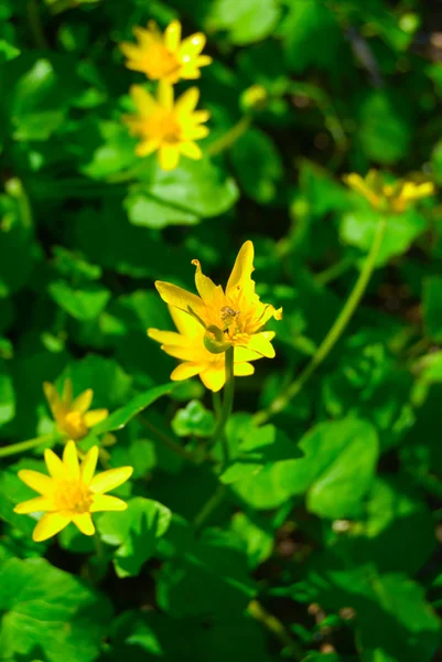 Bright yellow flowers in green grass — Stock Photo, Image