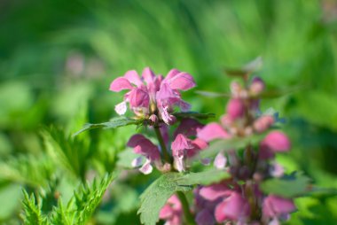 Bahar çiçek çiçek