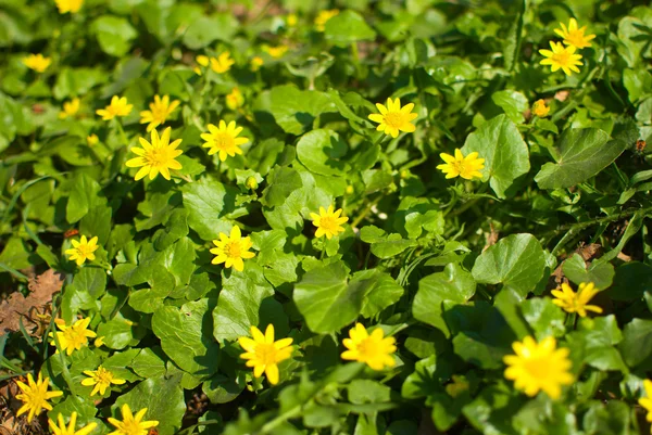 Fondo de primavera con hermosas flores amarillas y hojas verdes — Foto de Stock