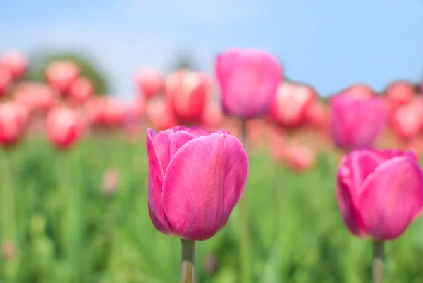 Fialové a růžové tulipány — Stock fotografie