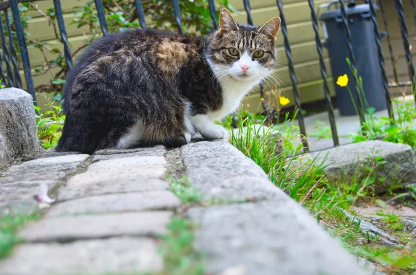 Милий бродячий кіт дивиться на камеру Ліцензійні Стокові Фото