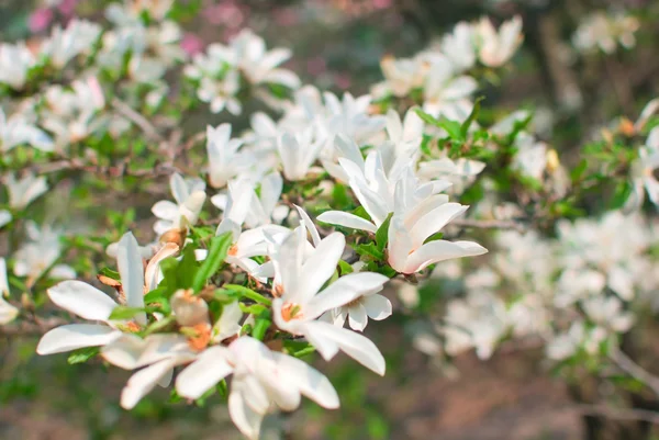 White magnolia flowers in the park — Stock Photo, Image