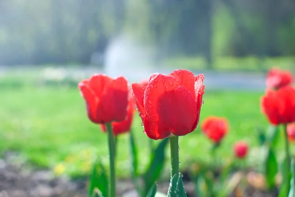 Červené tulipány kapkami vody v zahradě — Stock fotografie