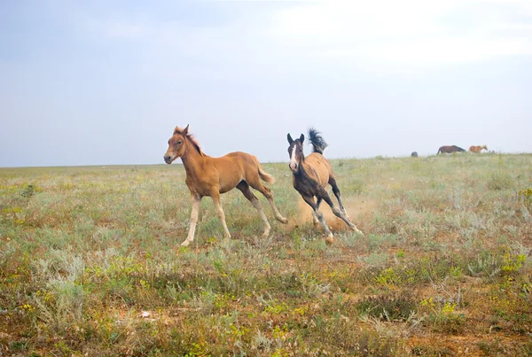 Running horses in the field — Stock Photo, Image