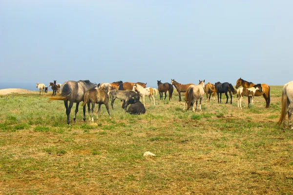 Atlar tarlada — Stok fotoğraf