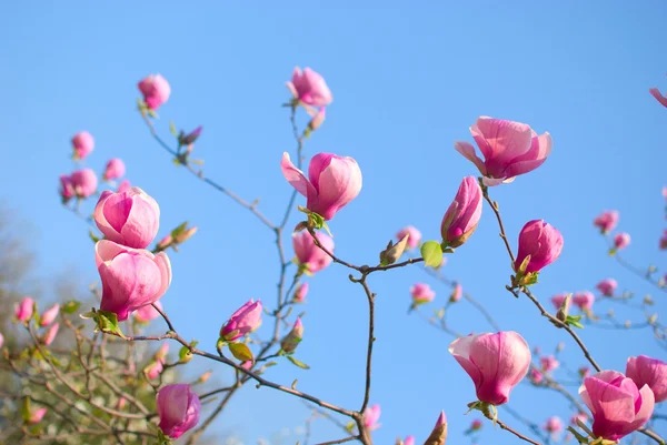 Magnolia flowers blossom — Stock Photo, Image