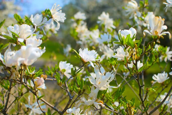 White magnolia flowers — Stock Photo, Image