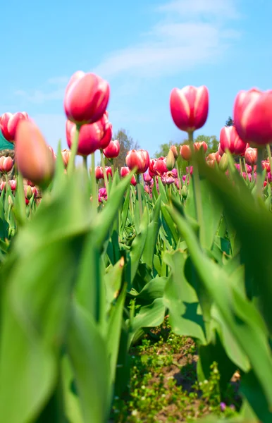 Krásné tulipány v zahradě — Stock fotografie