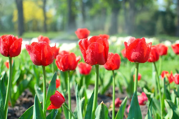 Beautiful red tulips in the garden — Stock Photo, Image