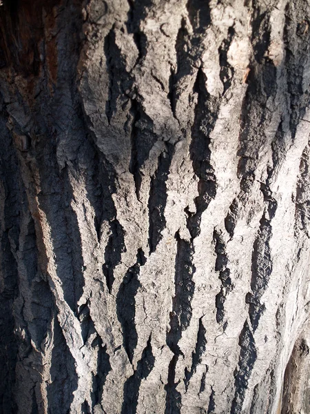 The beautiful  bark texture — Stock Photo, Image