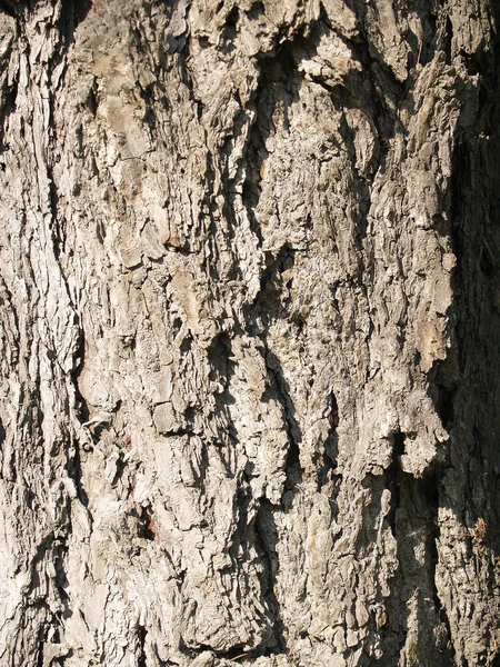 The beautiful  bark background — Stock Photo, Image