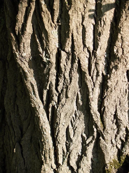 The beautiful  bark texture — Stock Photo, Image