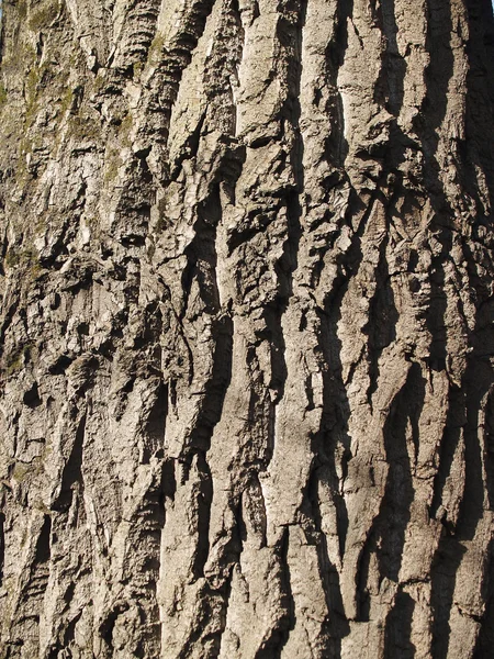 绿色苔藓的美丽树皮 — 图库照片