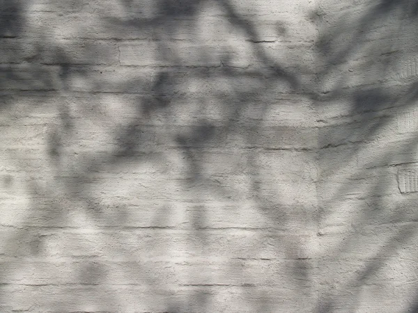 Тени деревьев на оштукатуренных кирпичах — стоковое фото