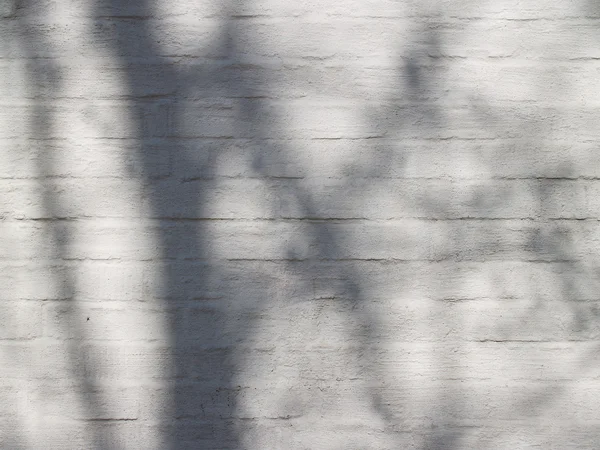 Plastered bricks with tree shadow — Stock Photo, Image