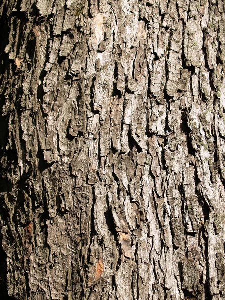 La bella consistenza della corteccia — Foto Stock