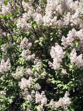 pembe eflatun arkaplan