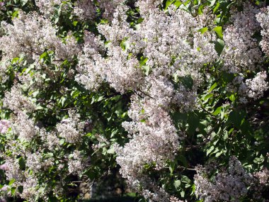 pembe eflatun arkaplan