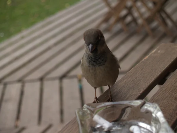 Sparrow — Stock Photo, Image