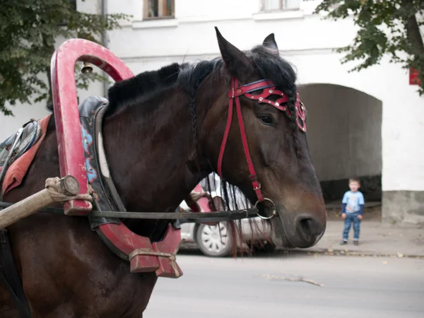 Paardenvervoer — Stockfoto