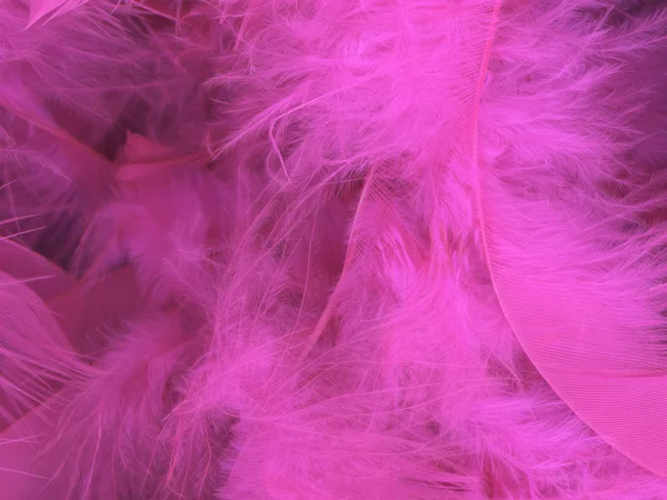 Pink feather background — Stock Photo, Image