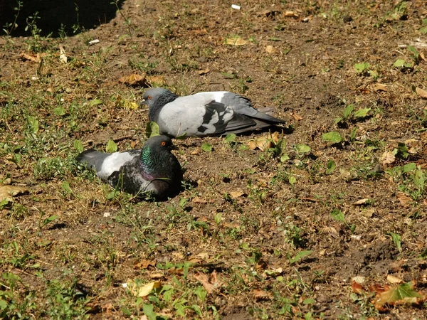 Deux pigeons — Photo